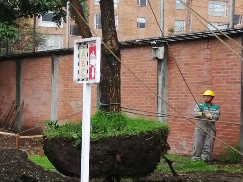 Bloqueo y Traslado de Árboles