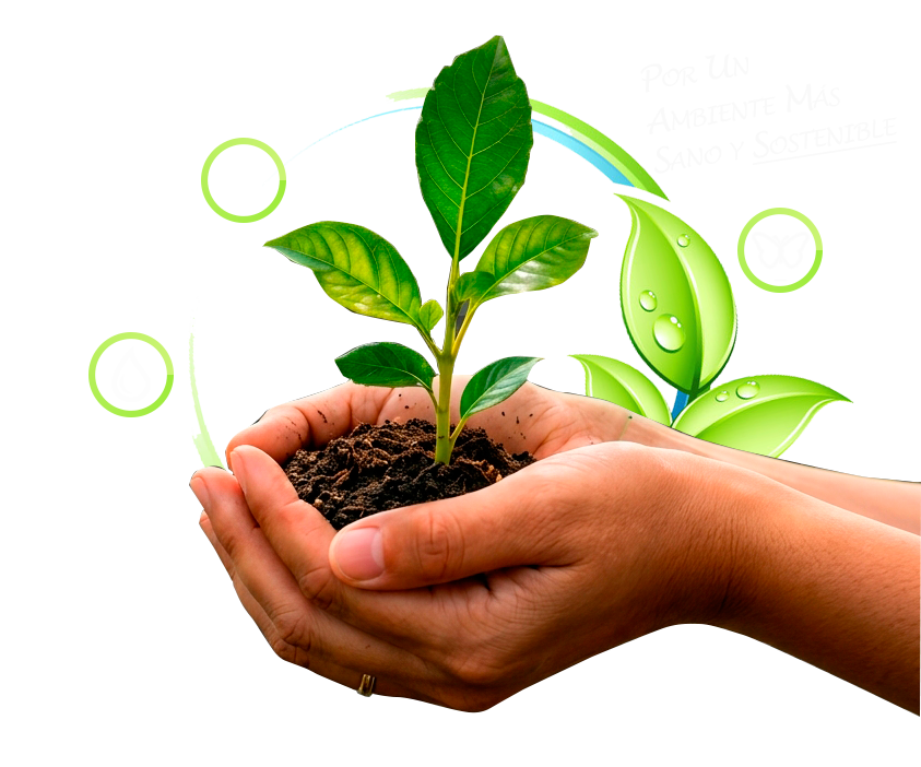 Manos sosteniendo planta